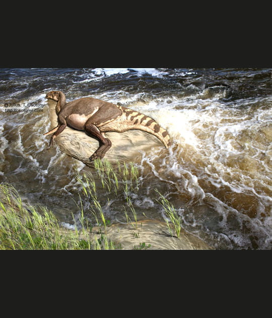Le l&eacute;zard &agrave; petite cr&ecirc;te