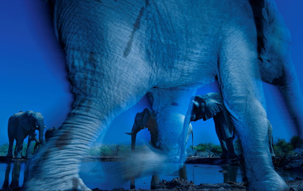 Troupeau d'&eacute;l&eacute;phants dans la p&eacute;nombre au Botswana
