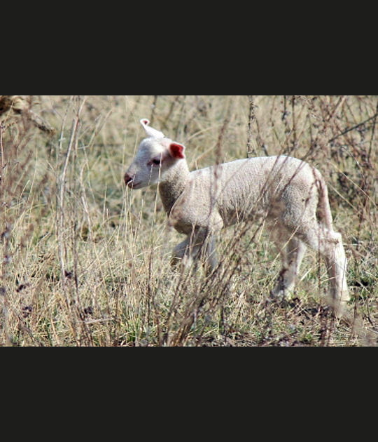 Dans les hautes herbes