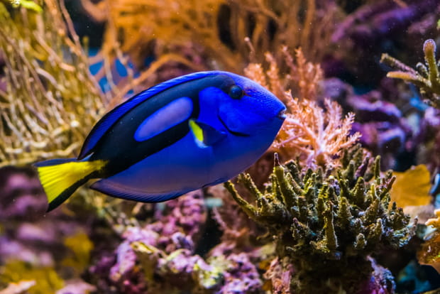 A bord d'un sous-marin au Grand Aquarium de Saint-Malo