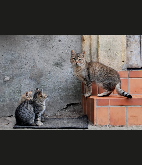 Chats