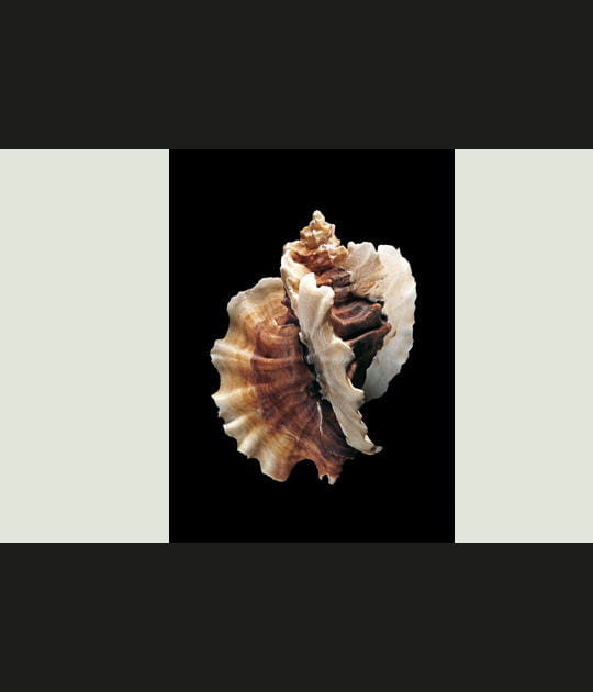 Coquillage Ceratostoma foliatum