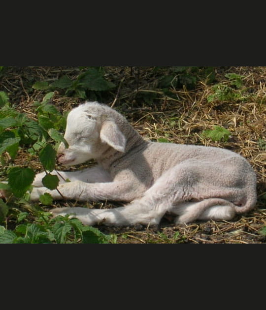Petit agneau fragile