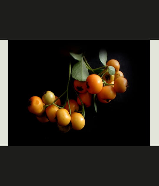 Pyracantha
