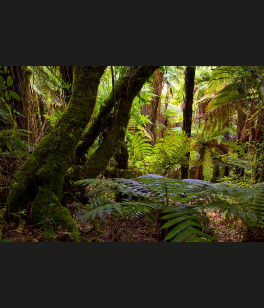 La jungle n&eacute;o-z&eacute;landaise