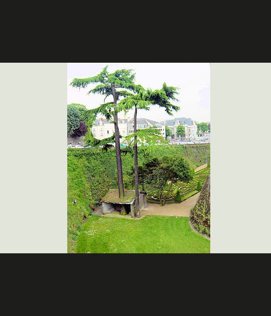 Un arbre dans la maison