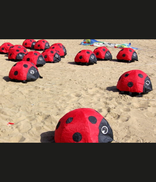Coccinelles de plage