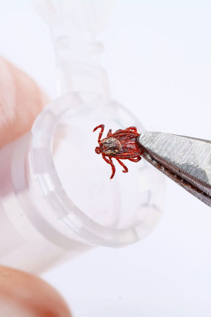 Toutes les tiques sont-elles porteuses de la bact&eacute;rie Borrelia &agrave; l'origine de la maladie de Lyme&nbsp;?