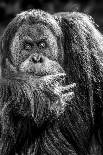 La sixi&egrave;me extinction
