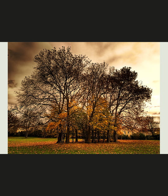 Bosquet d'automne
