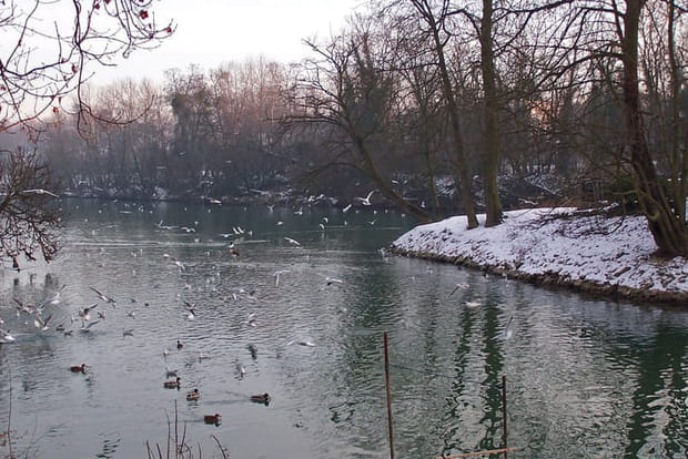 L'île de l'Abreuvoir à Champigny-sur-Marne