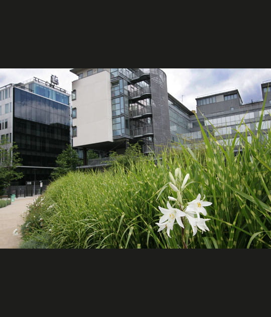 Contraste entre la v&eacute;g&eacute;tation et l'architecture