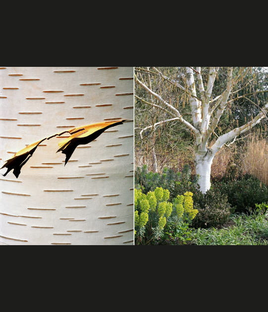 Le bouleau de l'Himalaya