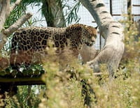 360°-GEO : Argentine : le retour du jaguar