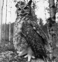 la chouette est le symbole du club privé bohemian club.