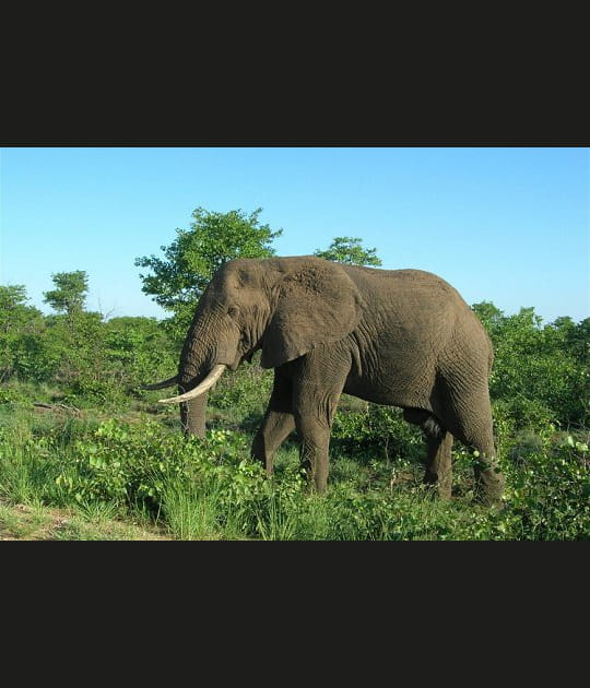 Le sage et fid&egrave;le &eacute;l&eacute;phant