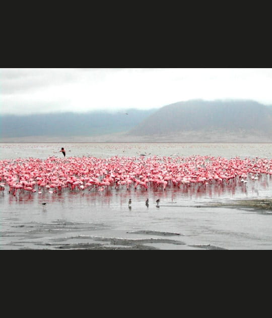 Le bal des flamants