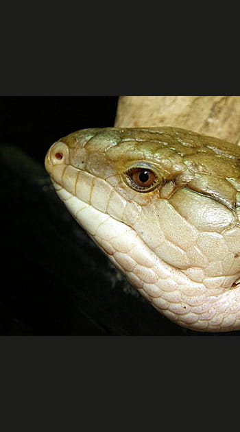 Une maman l&eacute;zard qui d&eacute;vore ses propres oeufs