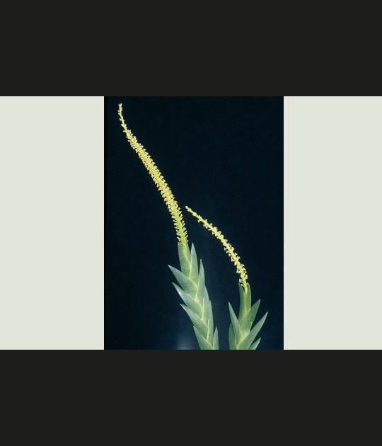 Une longue floraison