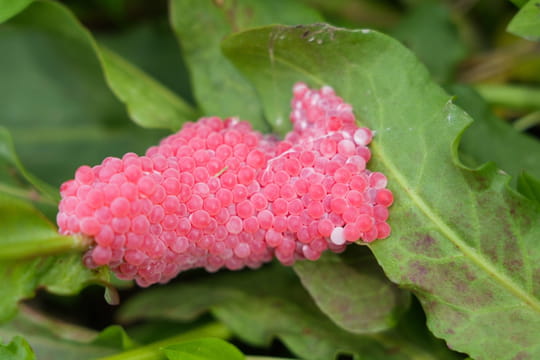 Ils arrivent dans les jardins&nbsp;: ces petits &oelig;ufs roses doivent vous alerter et il faut agir vite