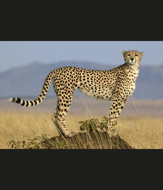 A dos de termiti&egrave;re