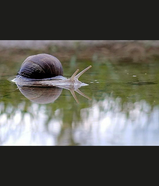 Le narcissique escargot