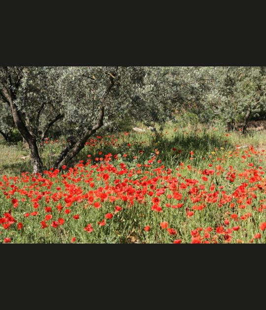 Champ de coquelicots