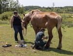 L'incroyable Dr Pol
