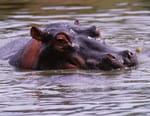 Ultimate Animals