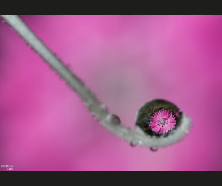 Bulle de fleur