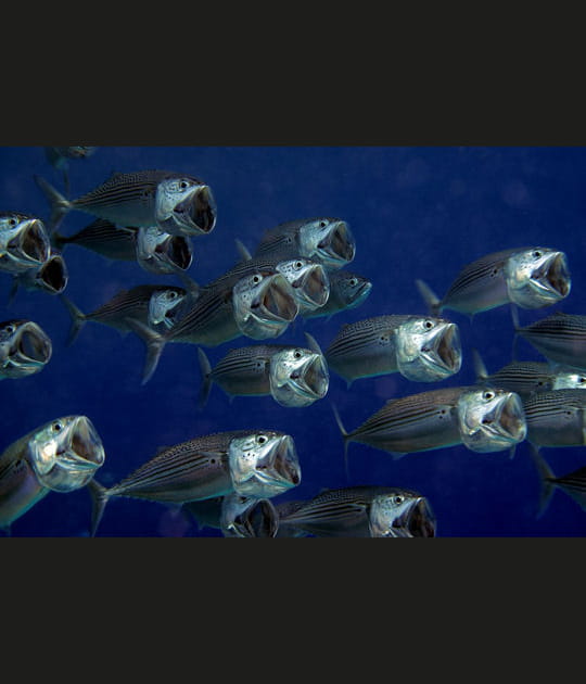 Concours de gueules ouvertes