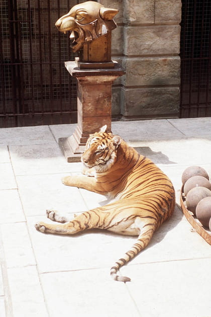 Les associations de d&eacute;fense des animaux s'insurgent