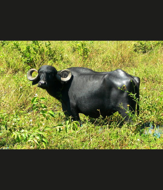 Z&eacute;bu du Pantanal