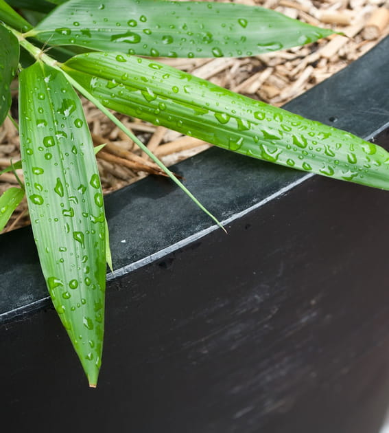 R&eacute;aliser un paillage, une solution pour arroser vos plantes pendant vos vacances