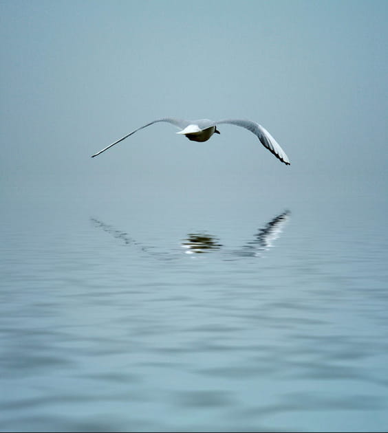 Mouette