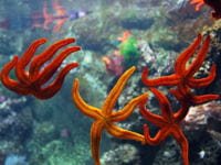 etoiles de mer