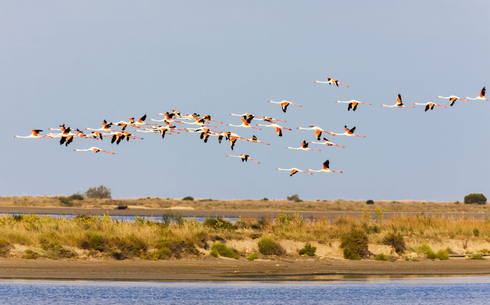 La Camargue