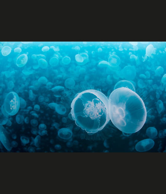 Les m&eacute;duses Aur&eacute;lia