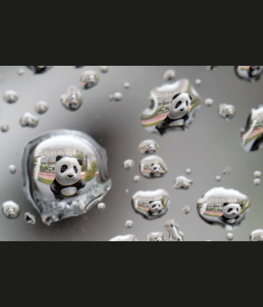 Gouttes de panda