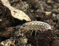 Voyage sous nos pieds : L'épiderme de la terre