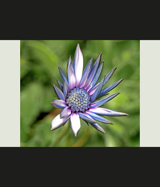 Aster