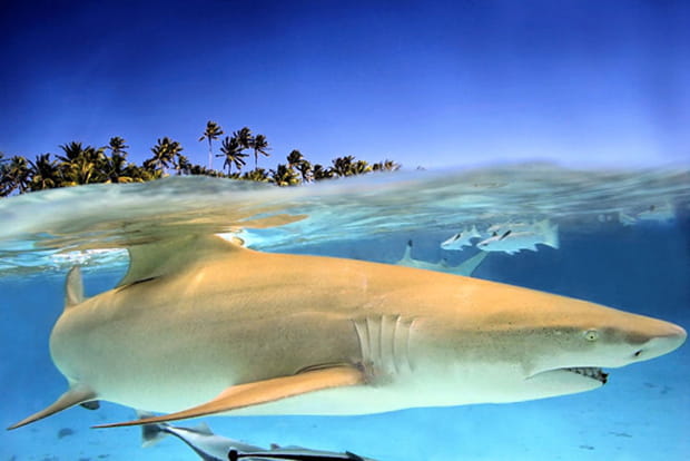 Rencontre inattendue