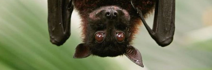 Ces virus animaux ont mut&eacute; pour frapper l'homme