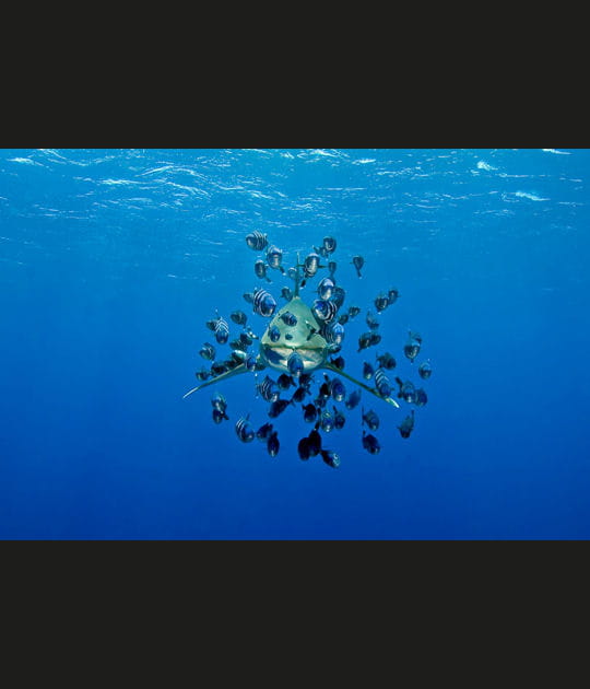 Le requin