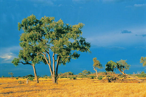 Botswana, les lumières d'un delta