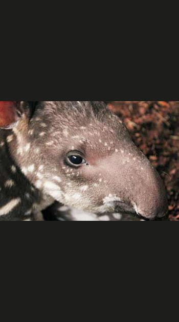Une demoiselle chez les tapirs terrestres