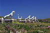 delos