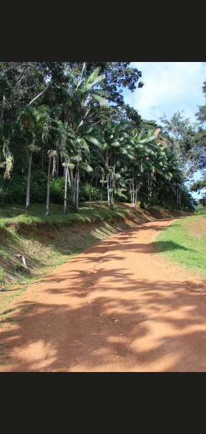 Guyane : 42,50 euros
