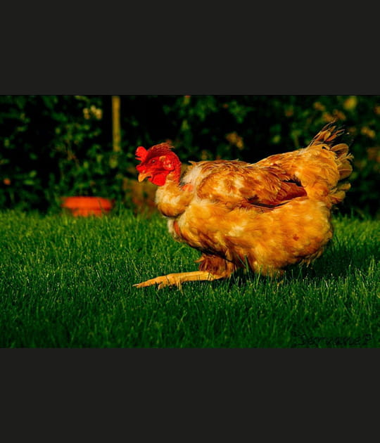 Poule