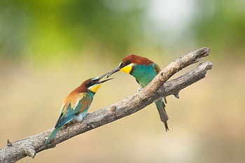 Les secrets des photographes animaliers
